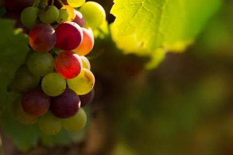 Red grapes in sunset light Stock Photos