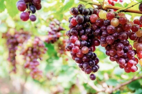 Red grapes on tree with background. Stock Photos