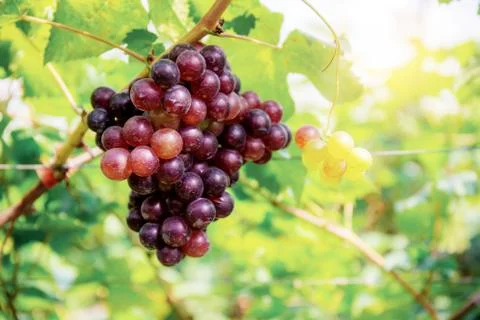 Red grapes on tree. Stock Photos