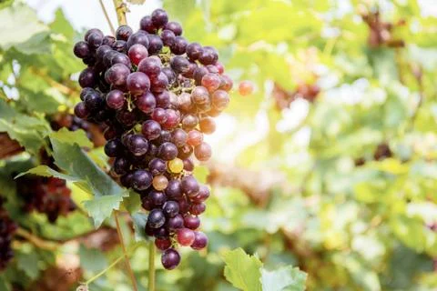 Red grapes on tree. Stock Photos