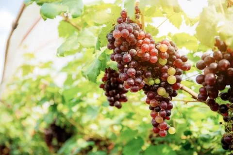 Red grapes on tree. Stock Photos
