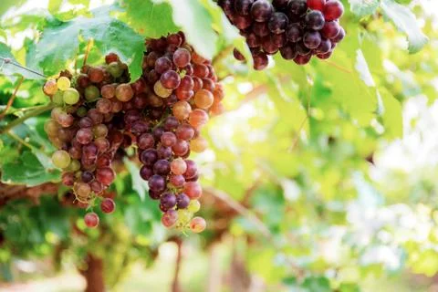 Red grapes on tree with sky. Stock Photos