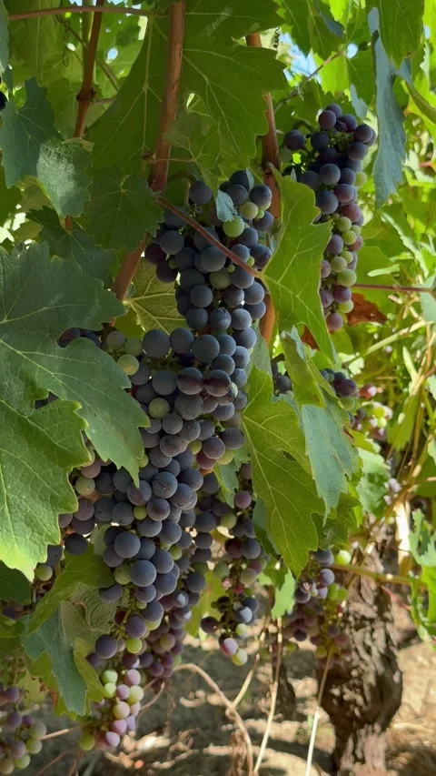 Red Grapes Unripe Vineyard Stock Footage 345331063