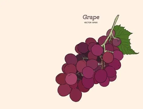 Red grapes. Vector illustration. Stock Illustration