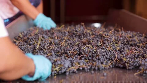 Red grapes on vibrating table Stock Footage 242522803