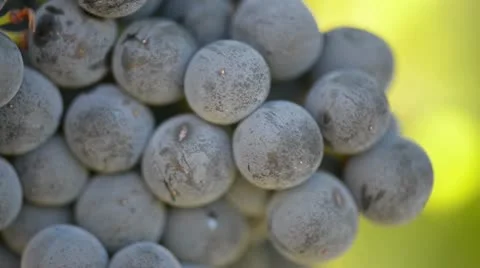 Red Grapes on the Vine Close Up Stock Footage 12015274