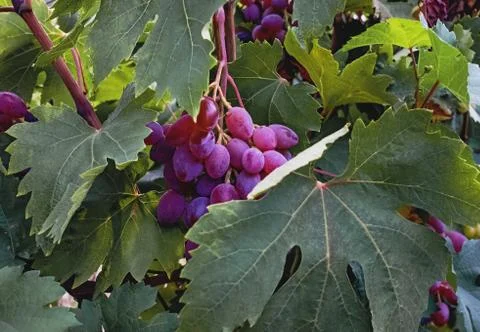 Red grapes on vine close-up. Stock Photos