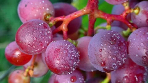 Red grapes vine dew drops closeup. Video stock 306335395