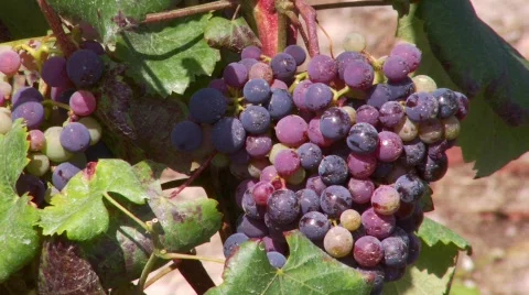 Red grapes on the vine 스톡 동영상 86376