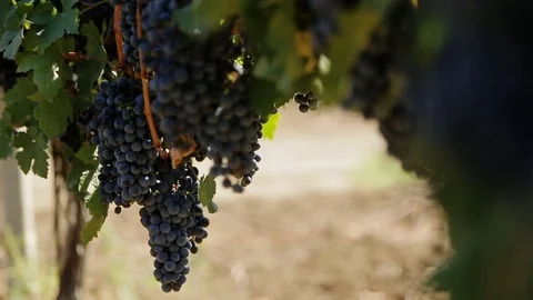 Red Grapes on the Vine Stock Footage 72839490