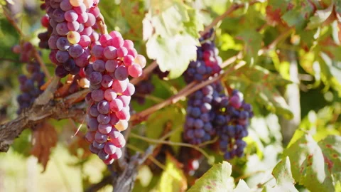 Red grapes on the vine Video stock 204923283
