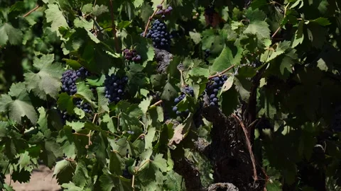 Red grapes on the vine. Vídeos de archivo 316090175