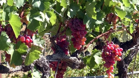 Red grapes on vine moving leaves close up Stock Footage 82582615