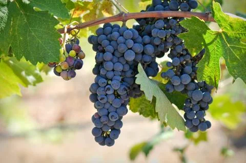 Red grapes on the vine Foto stock