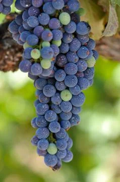 Red grapes on the vine Foto stock