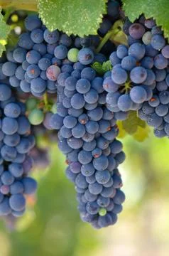 Red grapes on the vine Foto stock