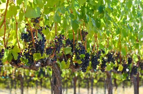 Red grapes on the vine Stock Photos