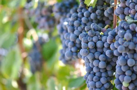 Red grapes on the vine Stock Photos