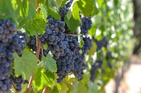 Red grapes on the vine Foto stock