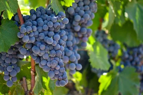 Red grapes on the vine Stock-Fotos