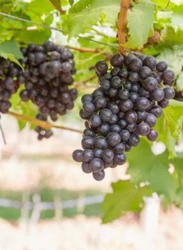 Red grapes on the vine Stock Photos