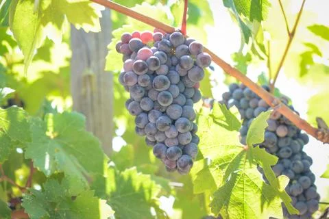 Red grapes on the vine Fotos de archivo