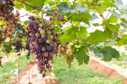 Red grapes on the vine Stock Photos