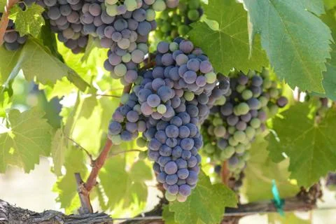 Red grapes on the vine Stock Photos