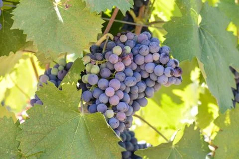 Red grapes on the vine Foto stock