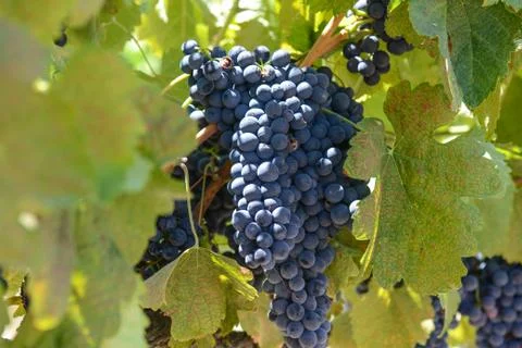 Red grapes on the vine Foto stock