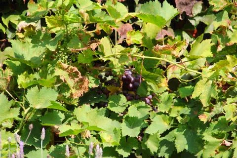 Red Grapes on the Vine Stock Photos