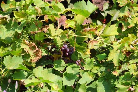 Red Grapes on the Vine Stock Photos