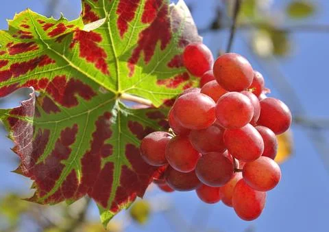 Red grapes on the vine Stock Photos