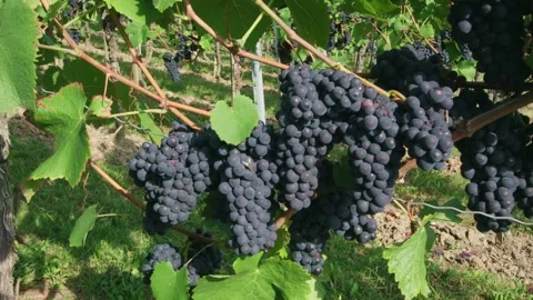 Red Grapes on Vines in September Stock Footage 316830998