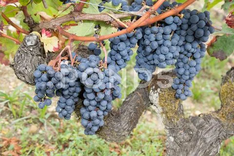 Red grapes in the vineyard agriculture, bio control Stock Photos