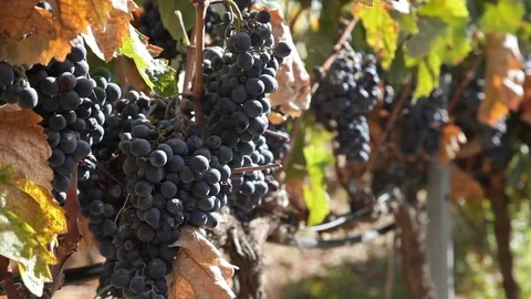 Red grapes at vineyard Stock Footage 74079700