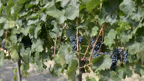 Red Grapes in a Vineyard Stock Footage 104013573