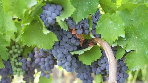 Red grapes in a vineyard. Stock-Footage 218147418