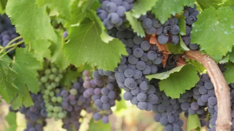 Red grapes in a vineyard. Vidéo 218147429