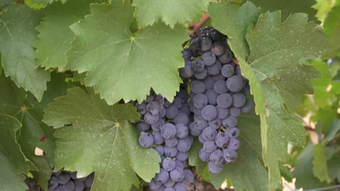 Red grapes in a vineyard. Stock-Footage 219056772