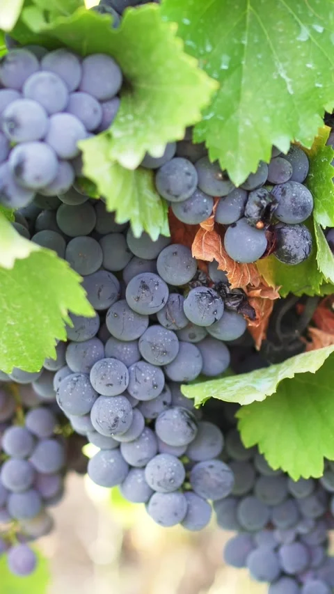 Red grapes in a vineyard. 스톡 동영상 334716545
