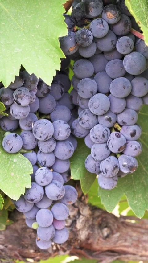 Red grapes in a vineyard. Vidéo 335240912