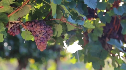 Red grapes in vineyard moving from wind 스톡 동영상 41711244