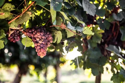 Red grapes in vineyard Stock-Fotos