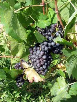 Red grapes in a vineyard Stock Photos
