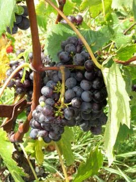 Red grapes in a vineyard Stock Photos