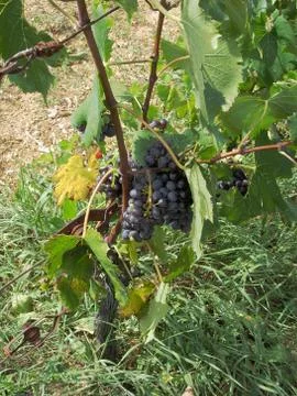 Red grapes in a vineyard Stock Photos
