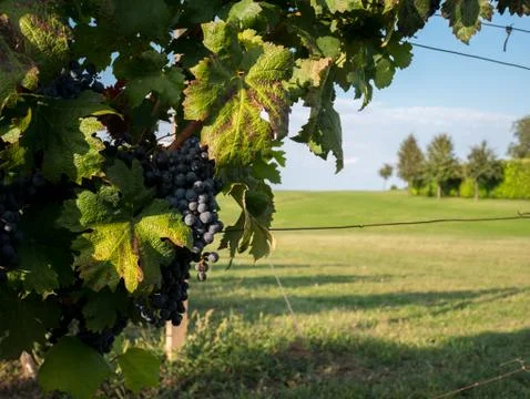 Red grapes in vineyard Фото