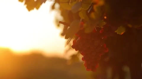 Red grapes in vineyard at sunset 스톡 동영상 41711607