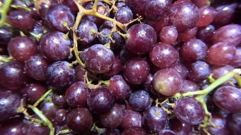 Red Grapes - Wide Angle Shot Stock Footage 284505451